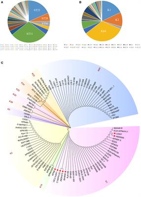 Different regulatory mechanisms of the capsule in hypervirulent Klebsiella pneumonia: “direct” wcaJ variation vs. “indirect” rmpA regulation